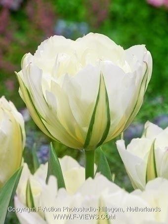 Tulipán plnokvetý Exotic Emperor ( balenie 10 ks)