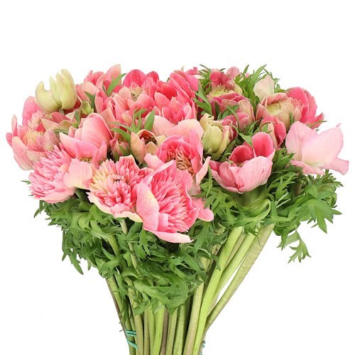 ANEMONE LEVANTE ROSA (10 ks v balení)
