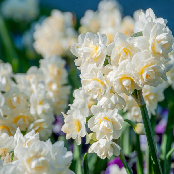 Narcis Erlicher ( balenie 10 ks)